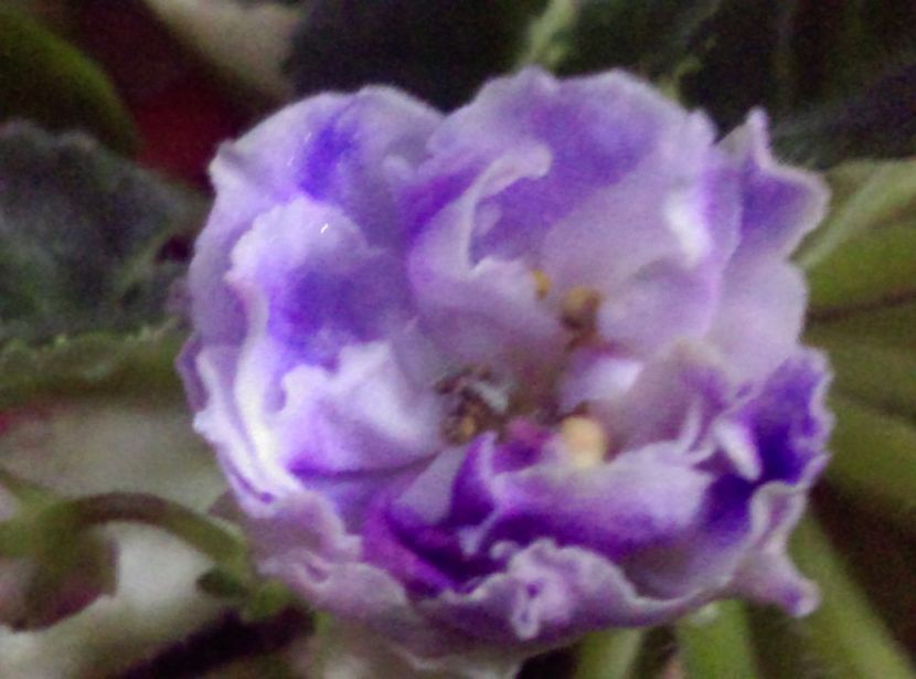  - Violete