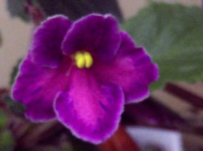  - Violete