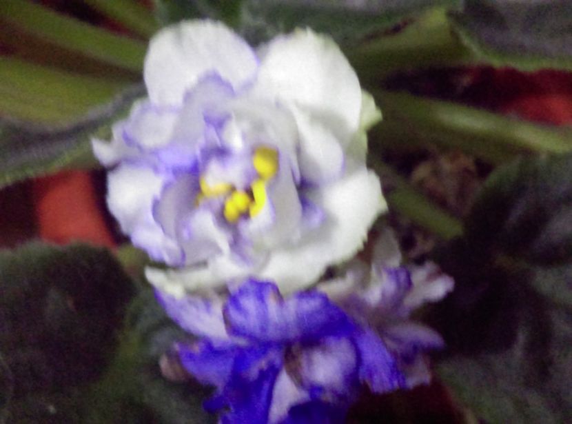  - Violete