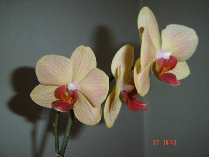 DSC04587 - orhideele mamei mele