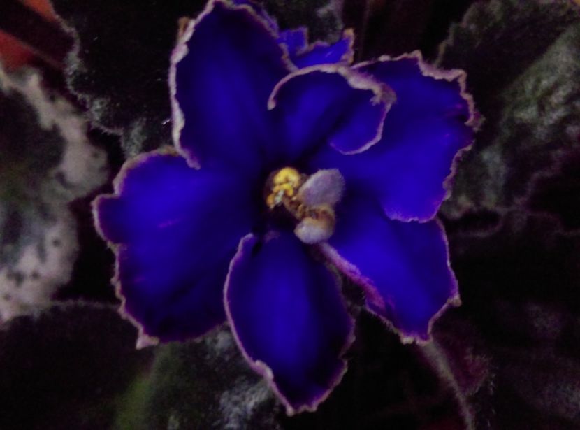 - Violete