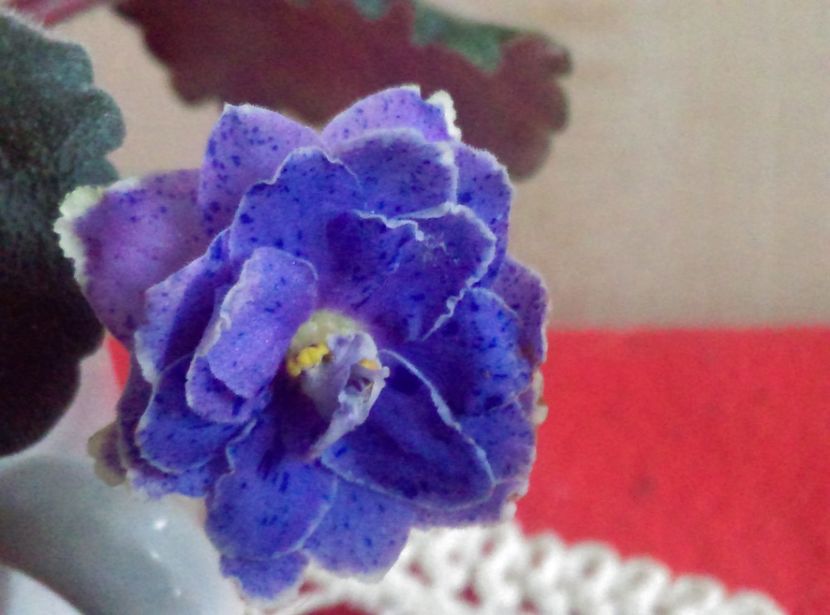  - Violete