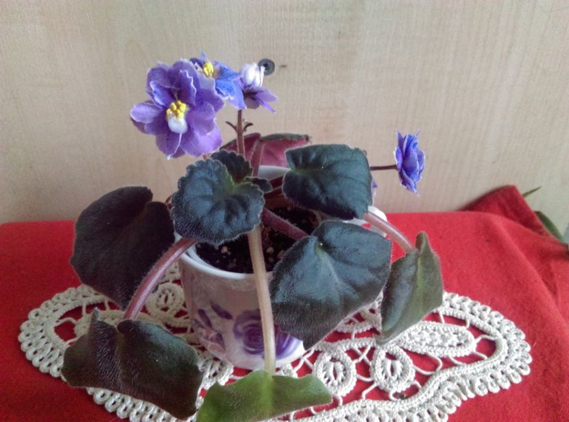  - Violete