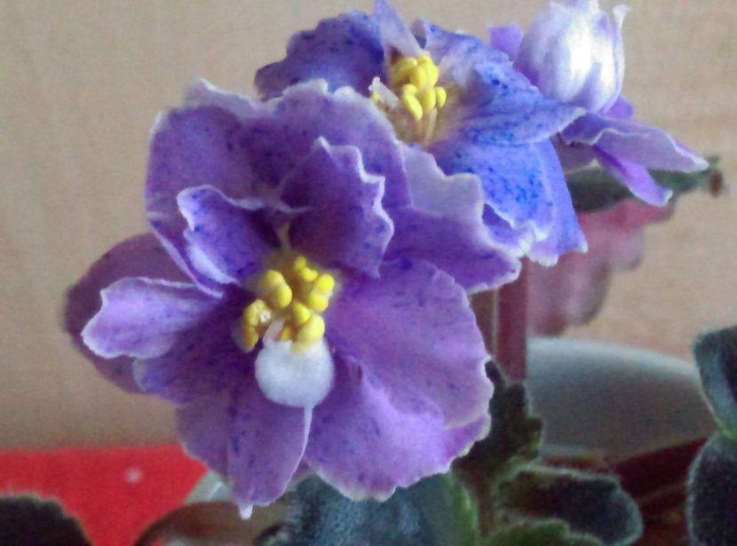  - Violete
