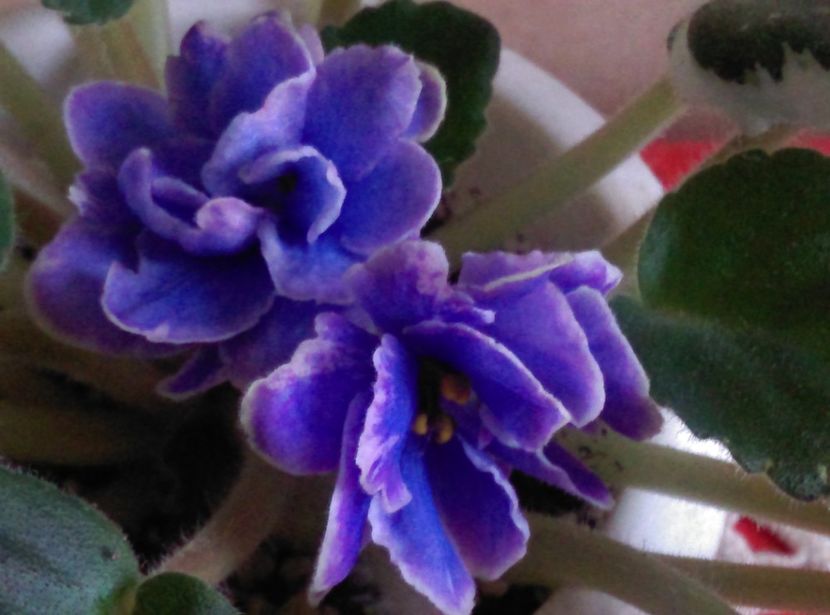  - Violete