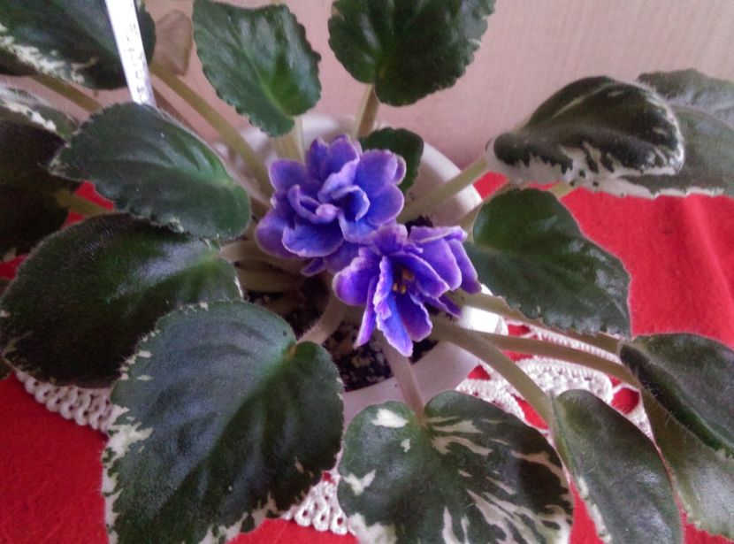  - Violete
