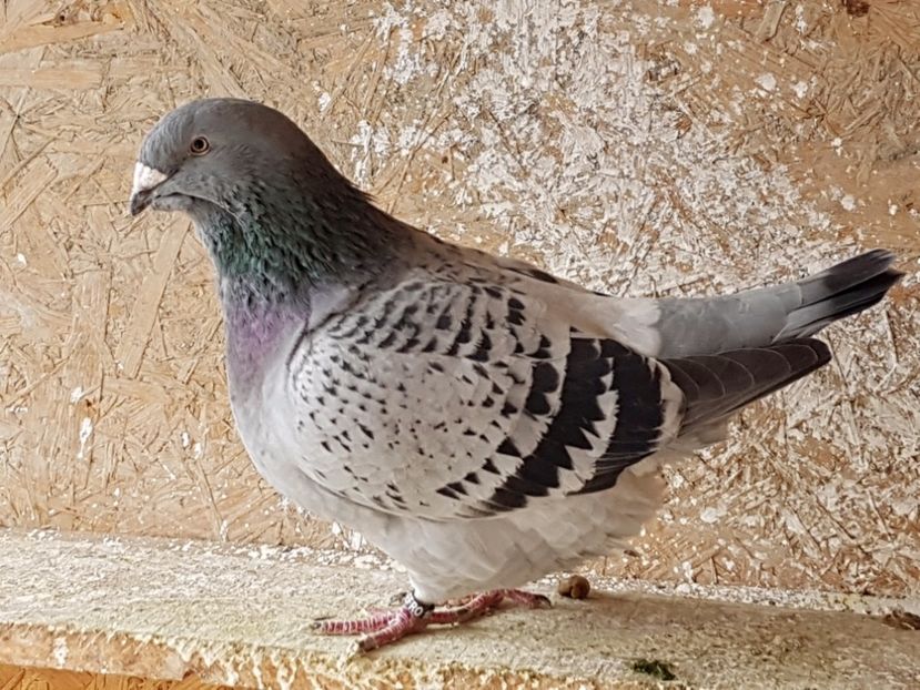 Femela 2016 - amintiri