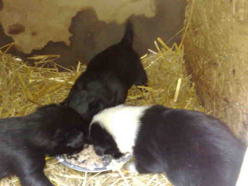  - Caini de sobolani-dihori-paza