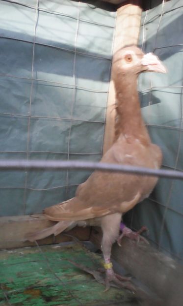  - CARIERI TINERET 2017 DE VANZARE