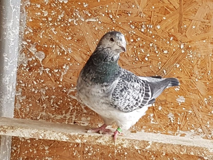 Femela 2014 - amintiri