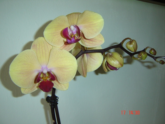 DSC04561 - Orhidee Phalaenopsis