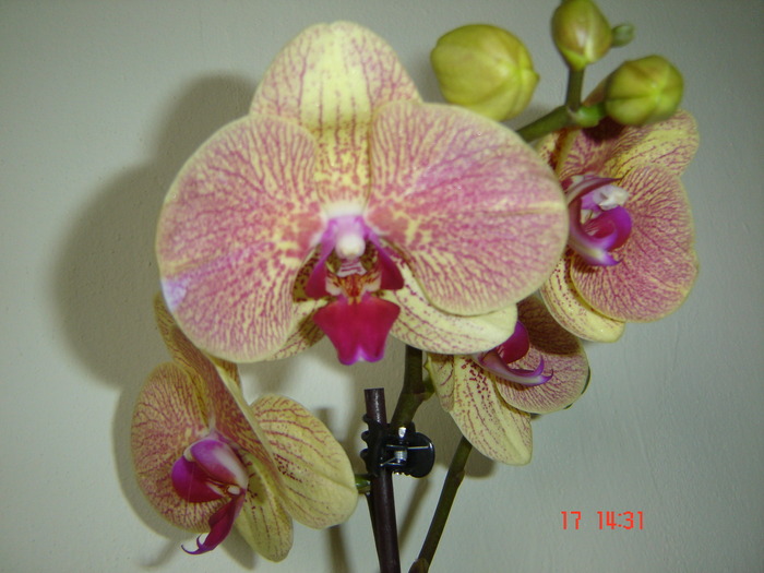 DSC04563; Penultima achizitie...alta frumusete
