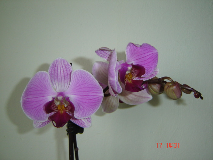 DSC04566 - Orhidee Phalaenopsis