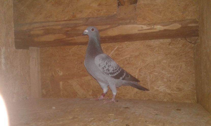 ro 2017 m - Perechea nr 1