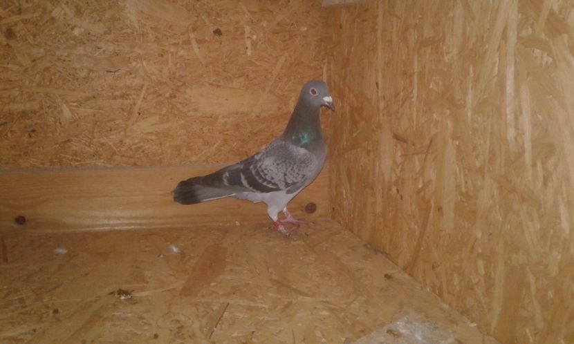 ro 2017 f - Perechea nr 4