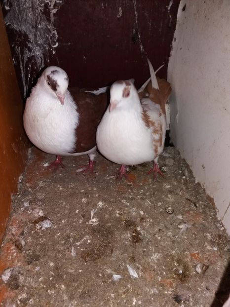  - Contact 0765585231 Constanta