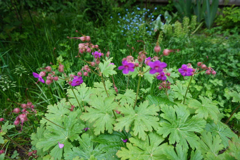  - Geranium si alte perene