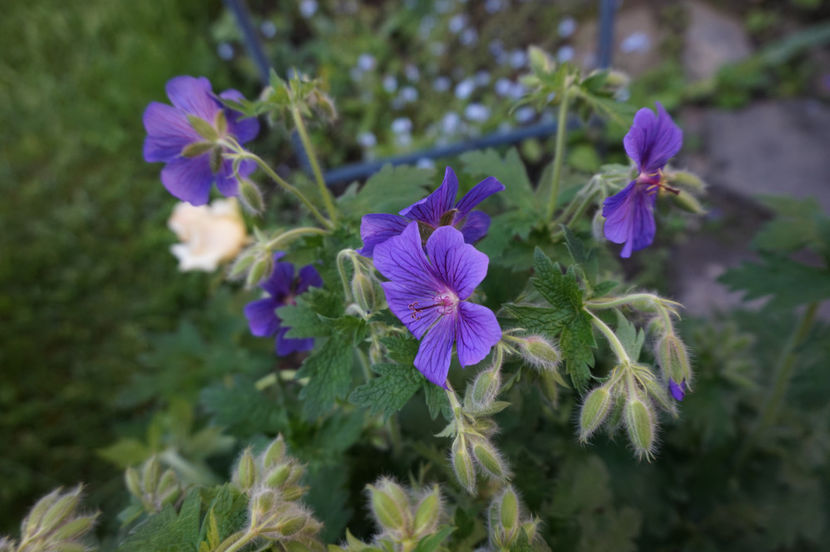  - Geranium si alte perene