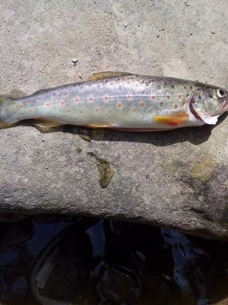  - diverse fotografii