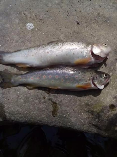  - diverse fotografii