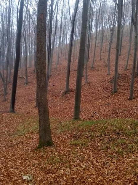  - Prin pădure