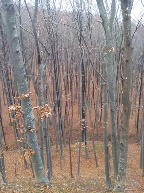  - Prin pădure