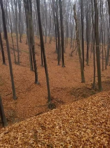  - Prin pădure