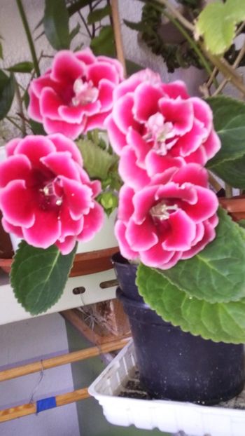  - plante de interior