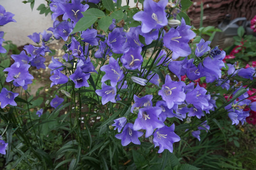  - Campanula