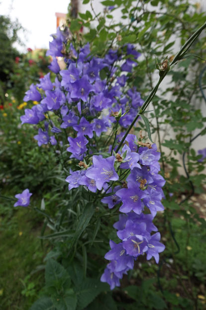  - Campanula