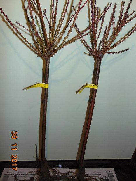 DWARFI altoiti pe tulpina la 1 m ( Pep. SARUSI ) - Piersici si Nectarini DWARF
