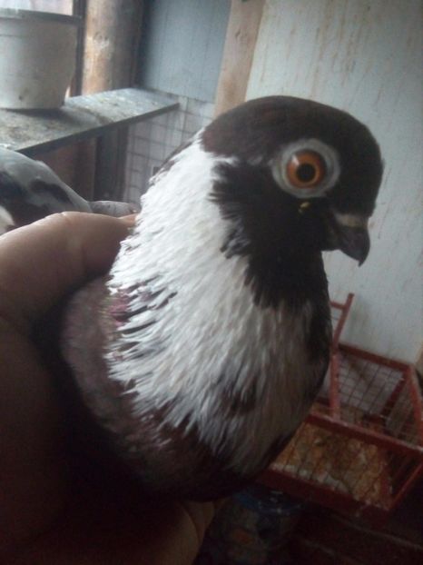 Mascul 2016 - CAFENII CODALB