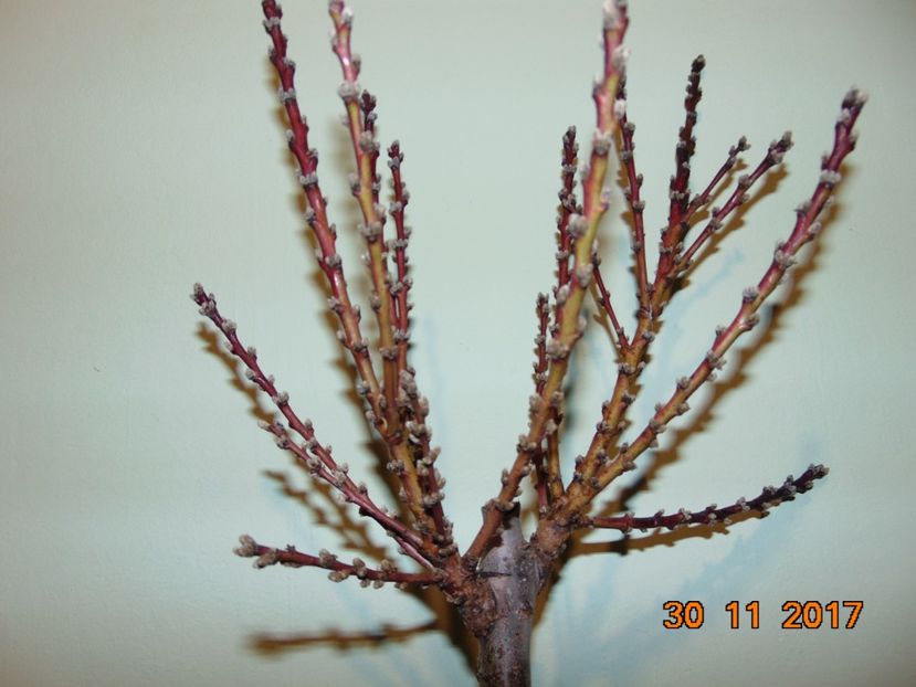 piersic CRIMSON - purpuriu - piersic DWARF CRIMSON 1