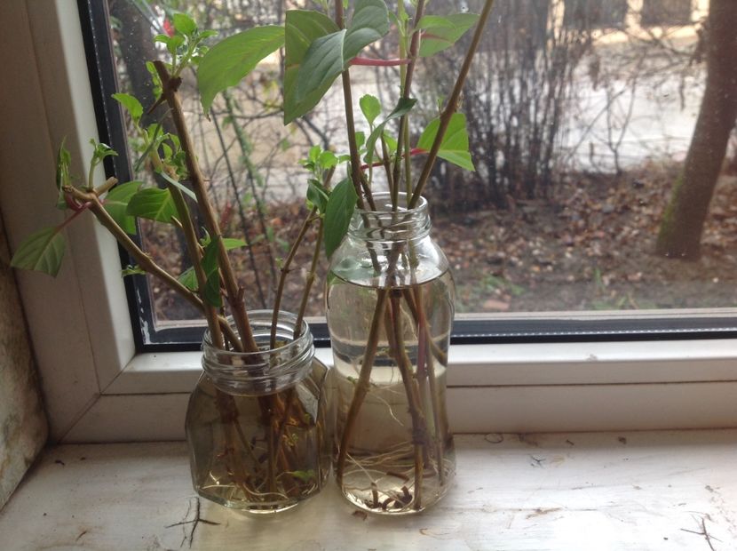 In apa le merge foarte bine - Tăiere de igienizare fucsia