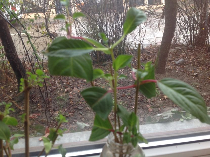  - Tăiere de igienizare fucsia