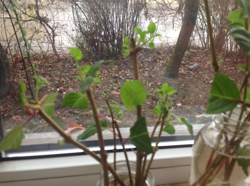  - Tăiere de igienizare fucsia