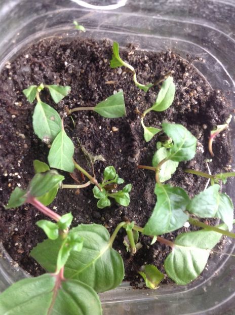 Azi ne mutam in ghivece - Tăiere de igienizare fucsia