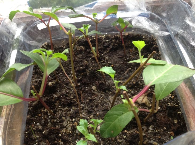  - Tăiere de igienizare fucsia