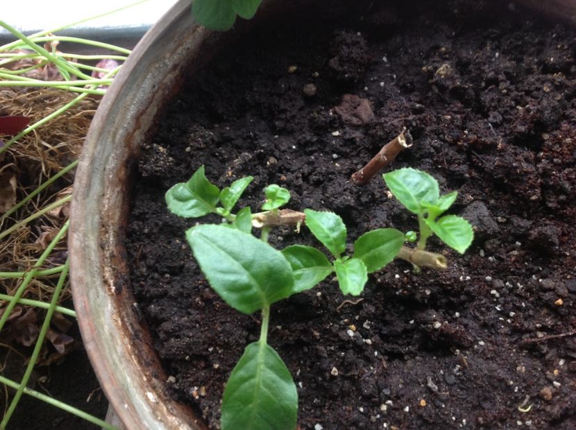 Grande Avignon - Tăiere de igienizare fucsia