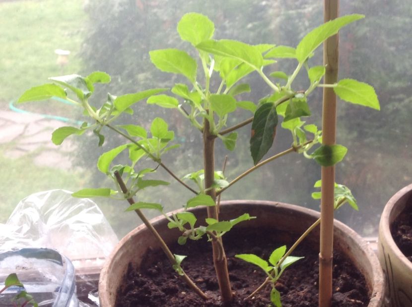 Blue Sarah - Tăiere de igienizare fucsia