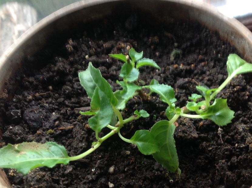 Grande Lorraine - Tăiere de igienizare fucsia