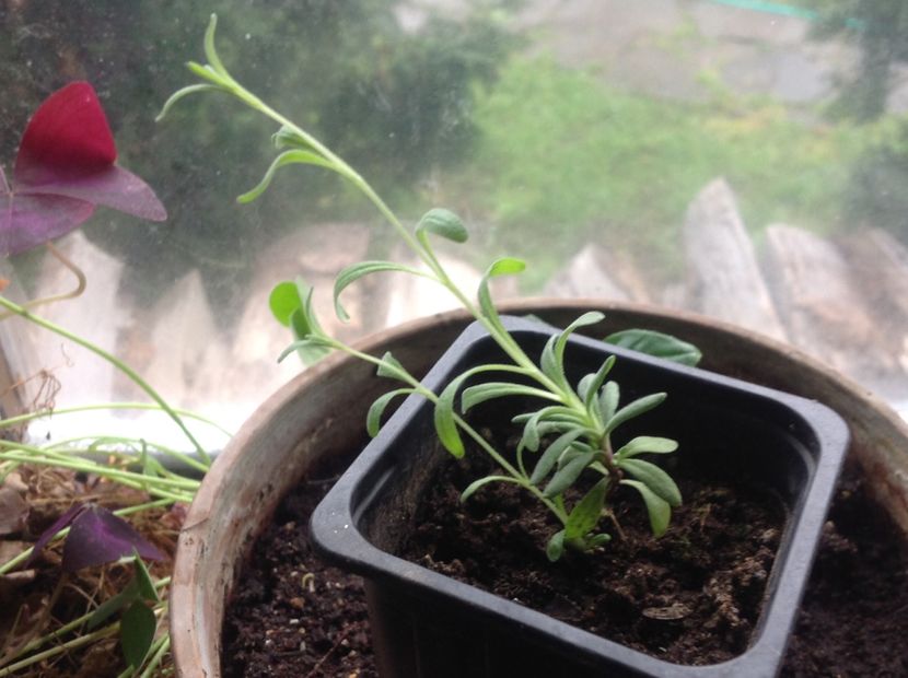  - Butasii de lavanda ciupiți