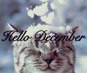 289400-Hello-December-Cute-Cat-In-The-Snow - HELLO DECEMBER-BUN VENIT DECEMBRIE 2017 SALUT