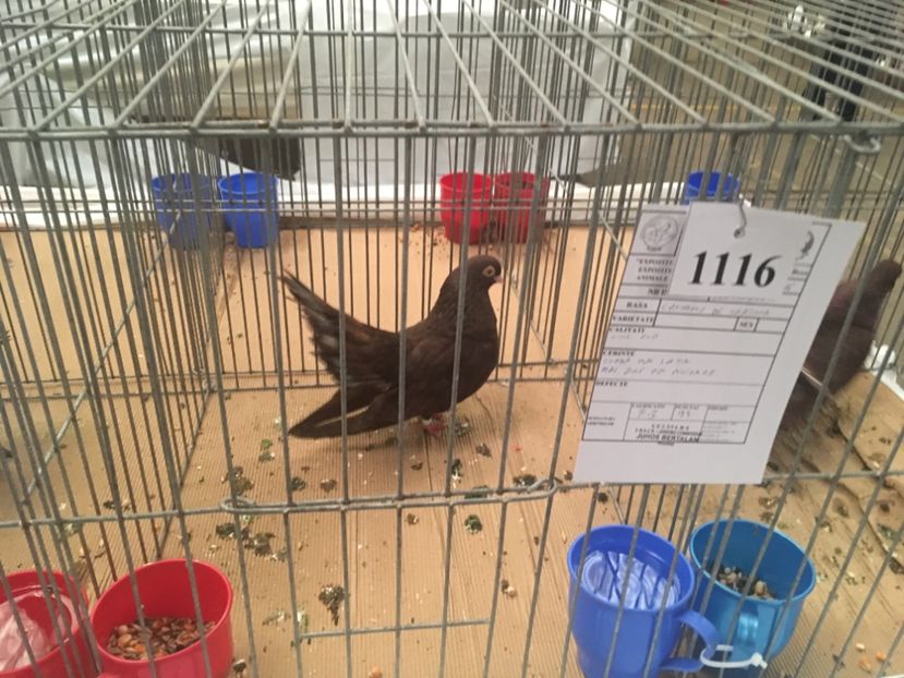 CD5595C3-A6B4-4AC9-9C69-5112029FD08A - Expo Naționala Baicoi 2017