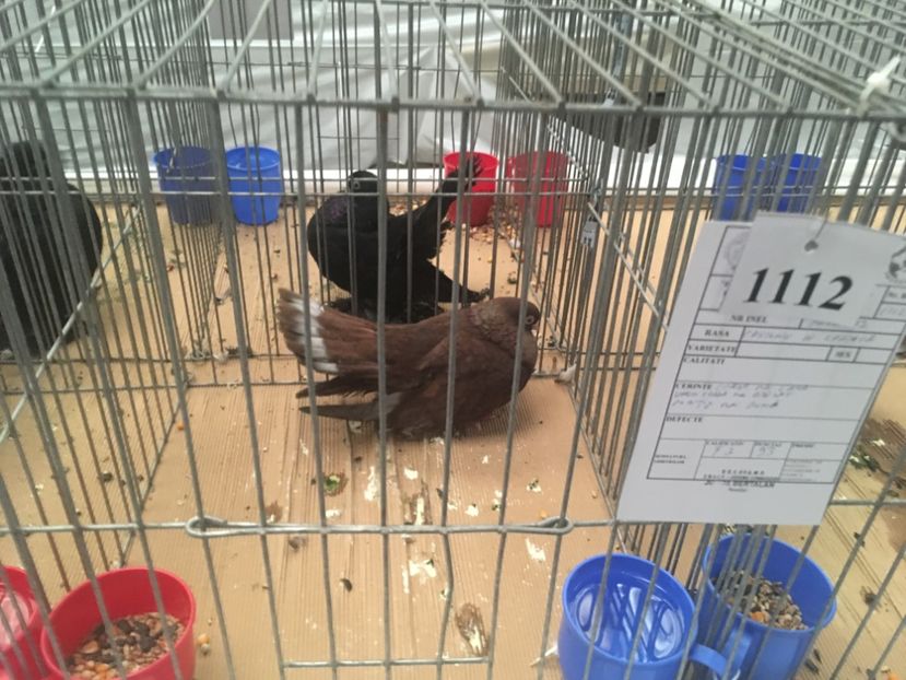 58CA940E-A90F-4ECA-ABE8-6FDFE168428C - Expo Naționala Baicoi 2017