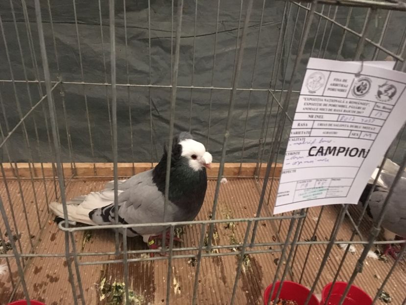 CCB0AE5A-E99A-44A0-9A4C-0F65C4E89326 - Expo Naționala Baicoi 2017