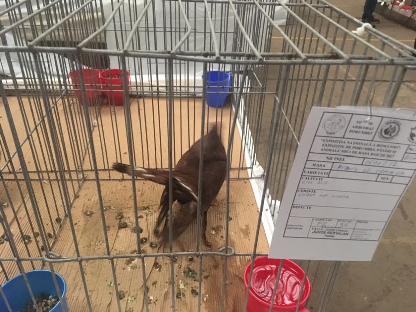 20EB24C0-EB5A-44EB-A90E-4423B85AE78E - Expo Naționala Baicoi 2017