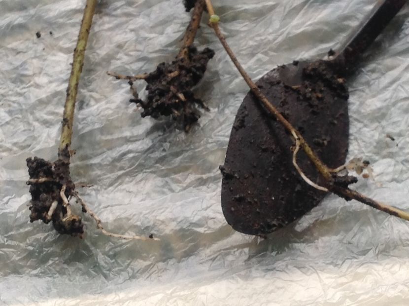  - Tăiere de igienizare fucsia