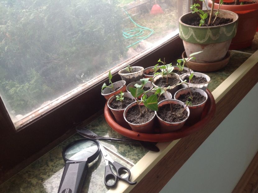  - Tăiere de igienizare fucsia