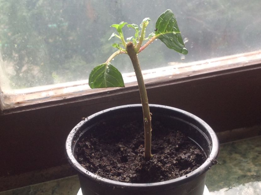 Butas înrădăcinat in apa - Tăiere de igienizare fucsia